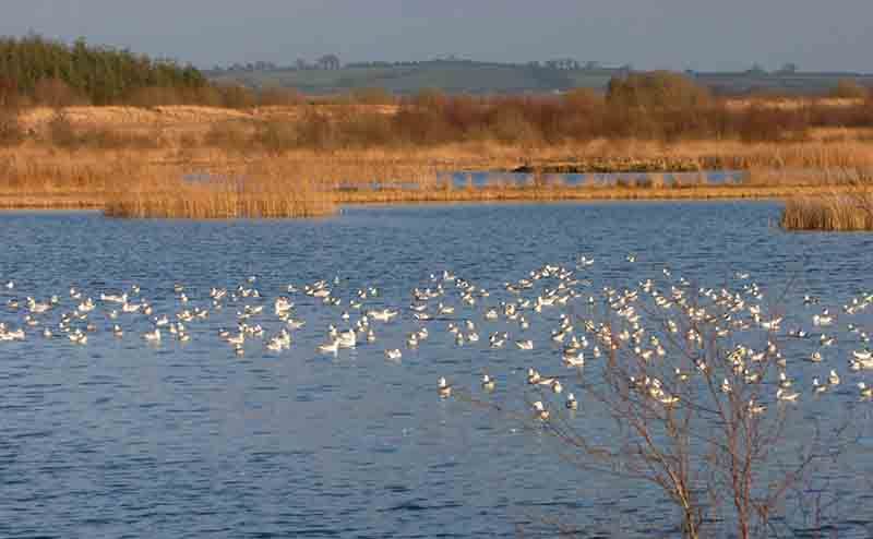 Fens in Ireland FactsheetIrish Peatland Conservation Council